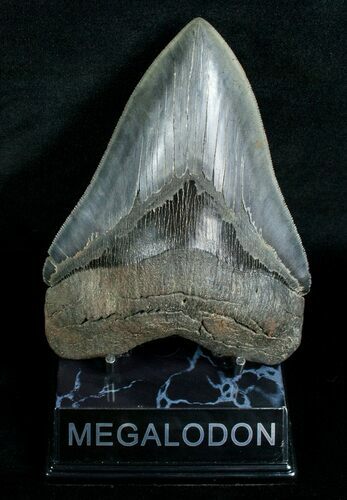 Huge, Serrated Megalodon Tooth #4567